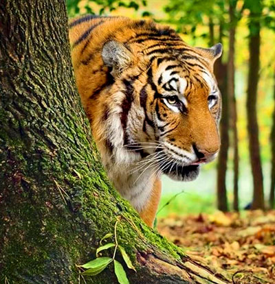 About Corbett