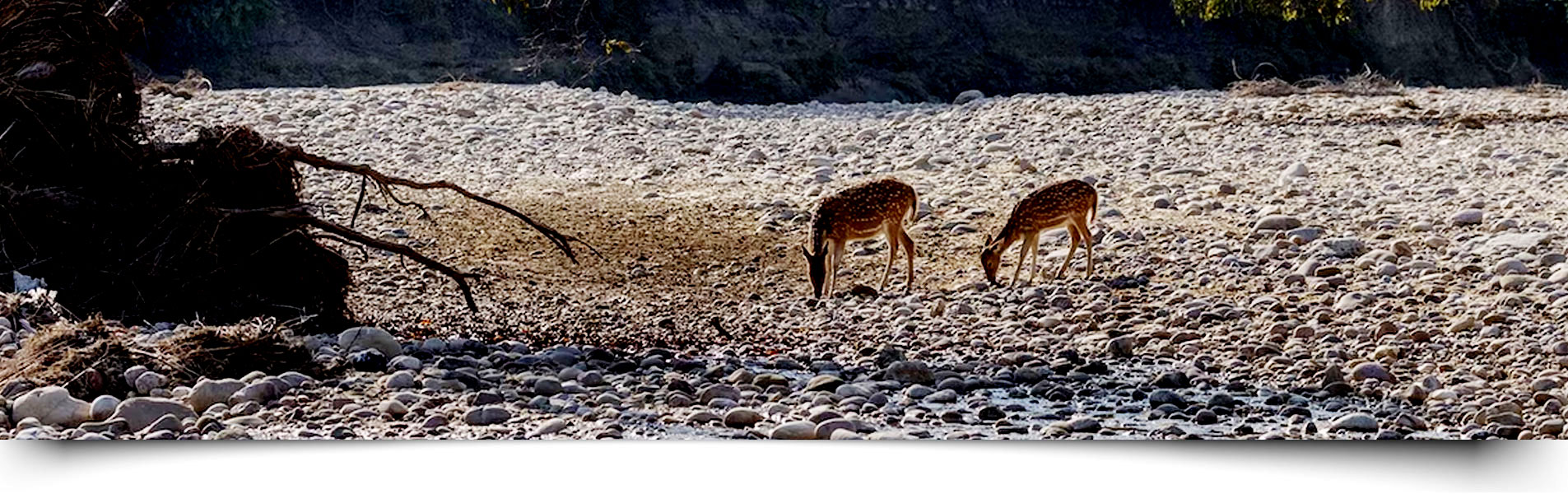 Jim corbett National Park Banner